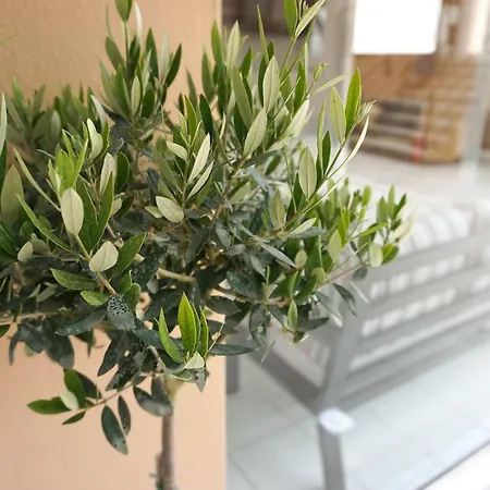 Hotel Dioni